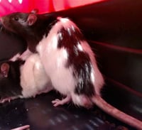 THEODORE - Photo 1