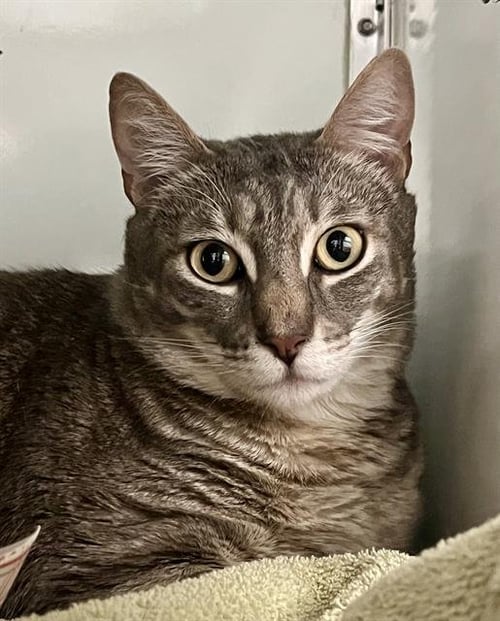 LUNO - Domestic Short Hair available for adoption