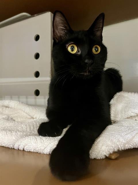 TINA - Domestic Short Hair available for adoption