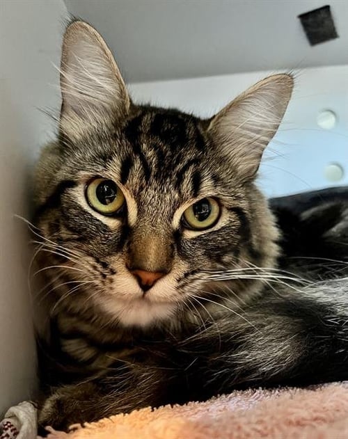 MARCELO - Maine Coon available for adoption