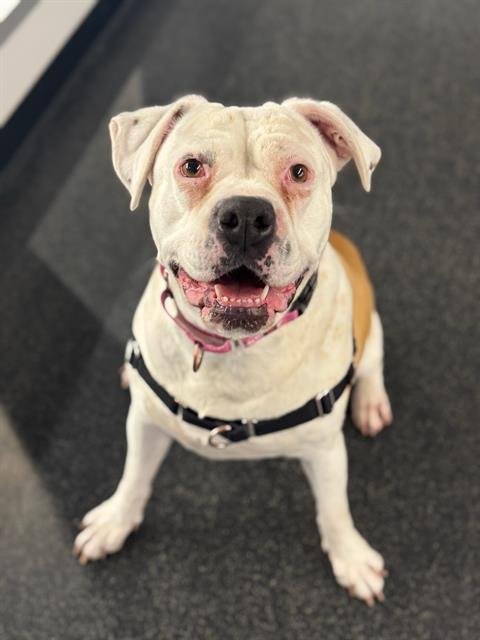 PENNY - Boxer available for adoption