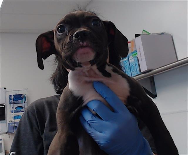 STILTON - Pit Bull Terrier available for adoption