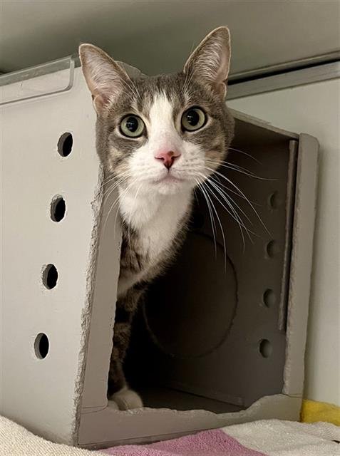 BIG BOY - Domestic Short Hair available for adoption