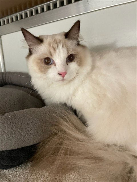 JO - Ragdoll available for adoption