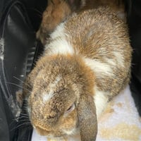 BRAMBLE - Photo 1