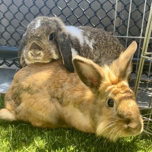 BRAMBLE - Shorthaired Rabbit available for adoption