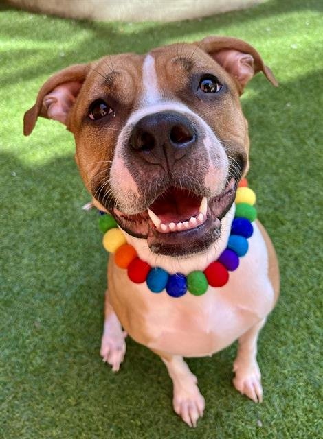 MANGO - Pit Bull Terrier / Boxer available for adoption