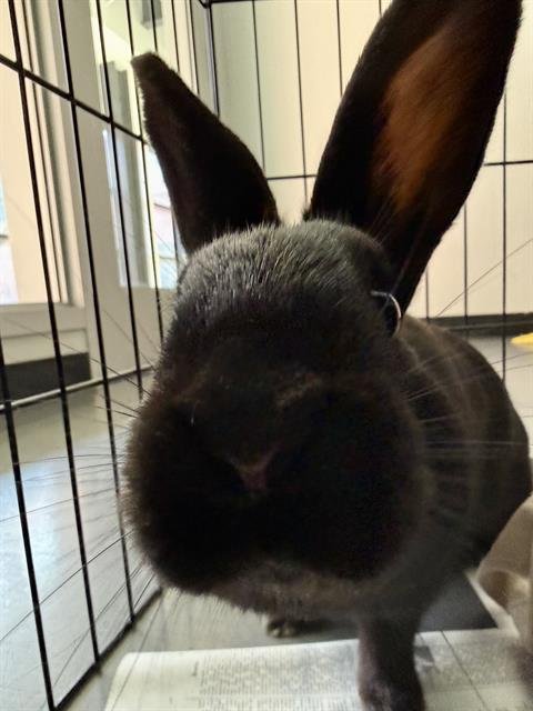 INKY - Shorthaired Rabbit available for adoption