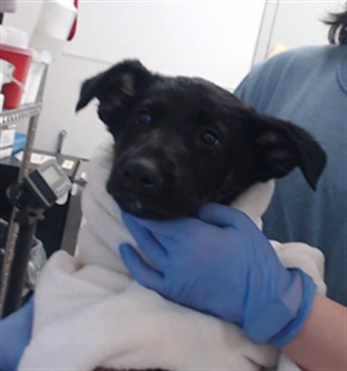 THIN MINT - German Shepherd Dog available for adoption