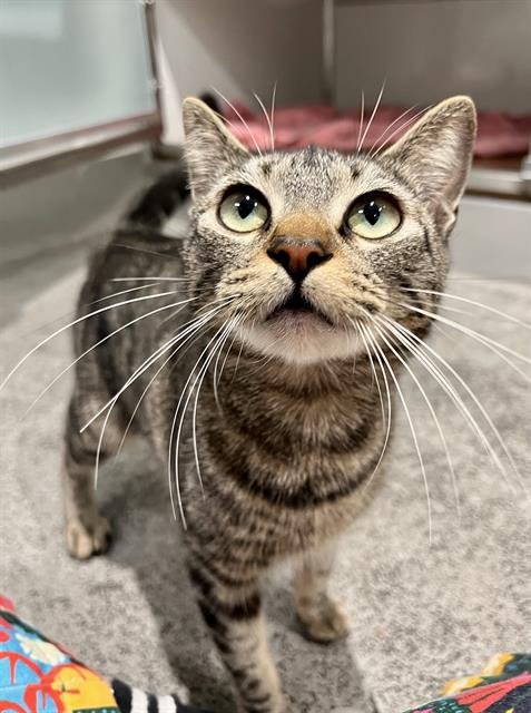 GOLDIE - Domestic Short Hair available for adoption