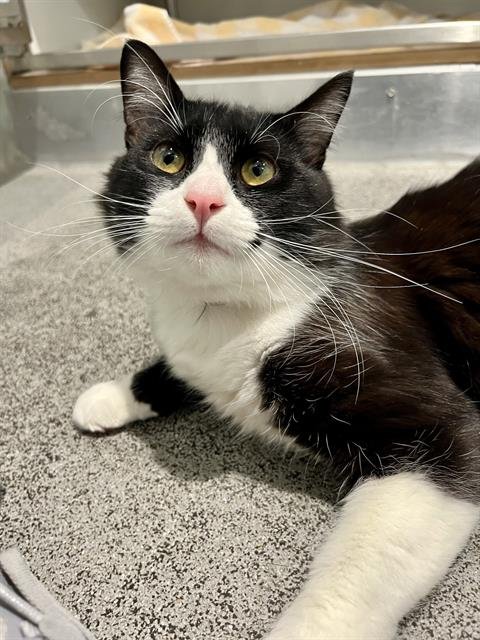 HAMNET - Domestic Short Hair available for adoption