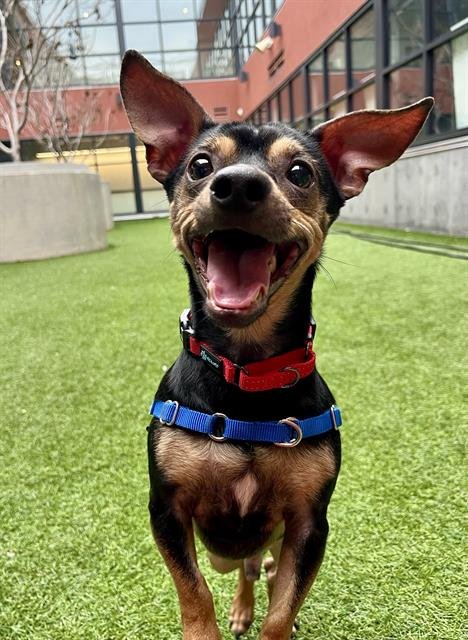 WALTER PAYTON - Dachshund available for adoption