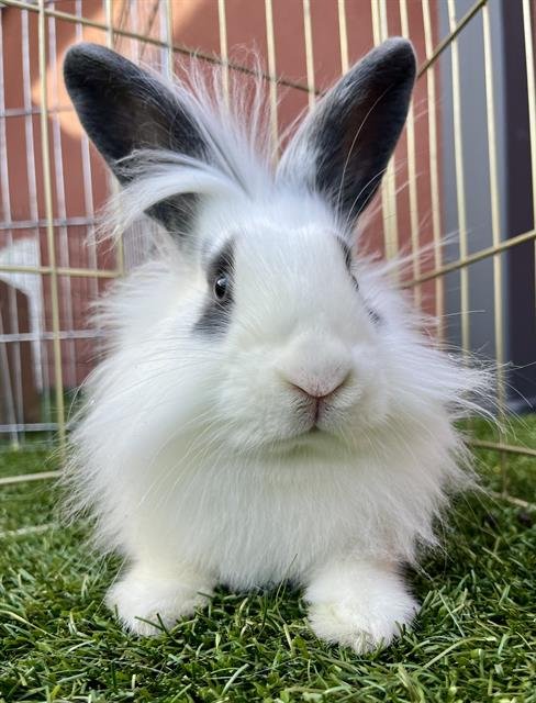 MIC - Shorthaired Rabbit available for adoption