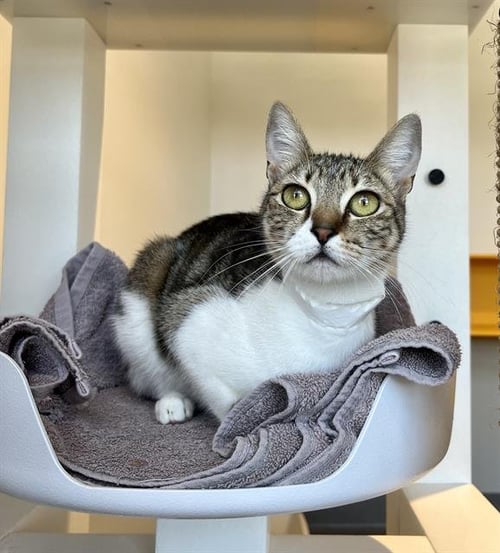 JAYMA - Domestic Short Hair available for adoption