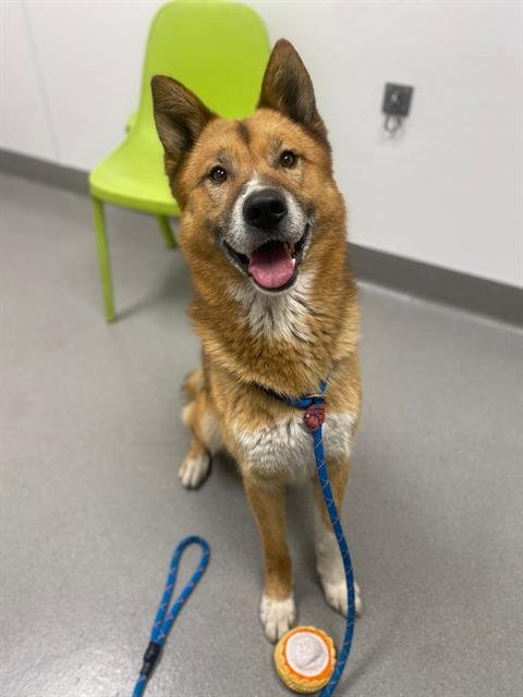 VULPIX - Jindo (Korean) available for adoption