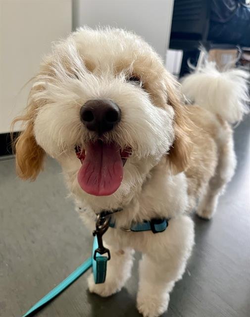 MURPH Image