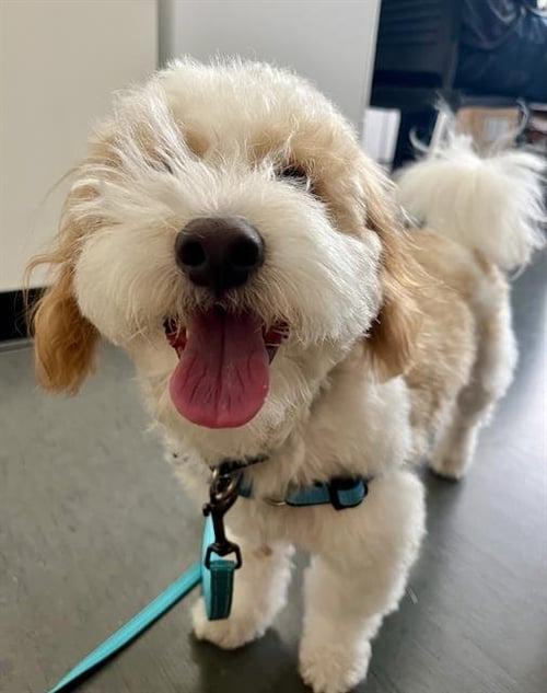 MURPH - Poodle (Miniature) available for adoption
