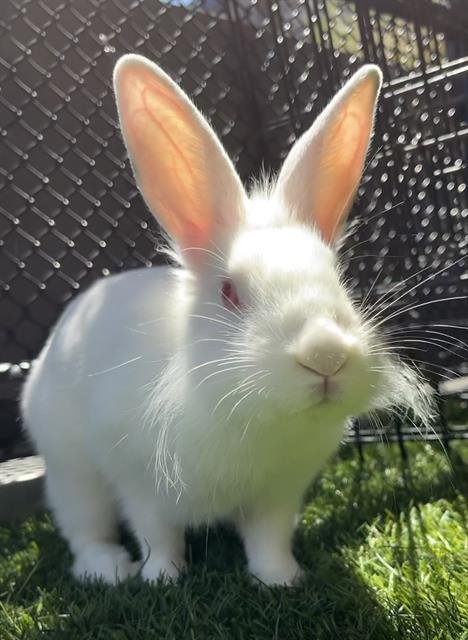 MOCHI - Longhaired Rabbit available for adoption
