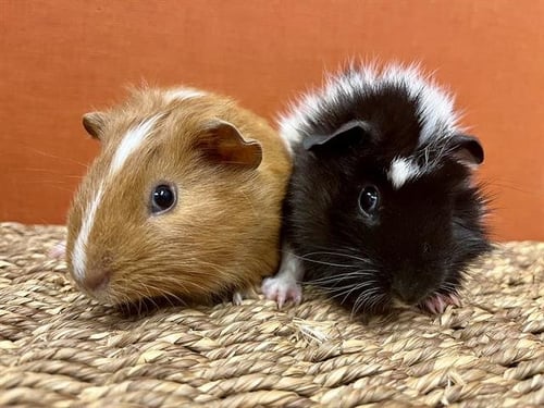 CHEESY GRITS - Guinea Pig available for adoption