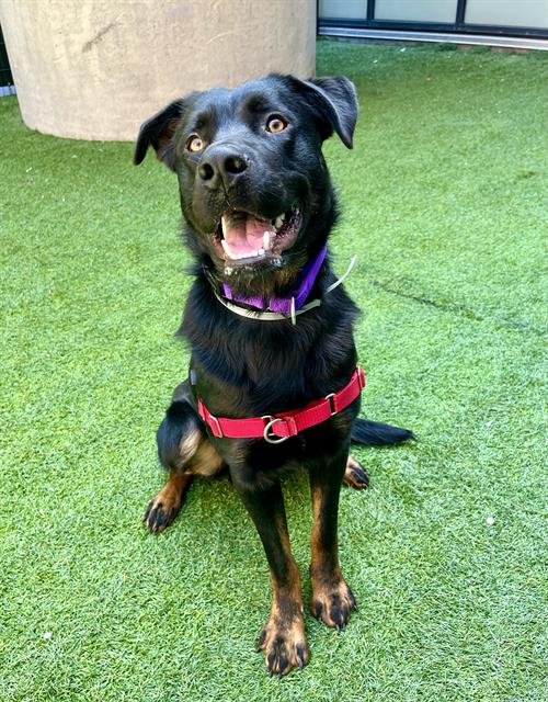 SEBASTIAN - Rottweiler for adoption in San Francisco