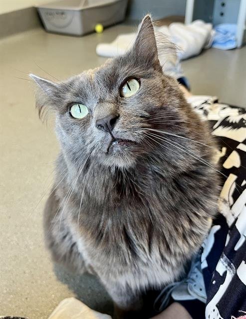 PRINCESS - Domestic Medium Hair available for adoption
