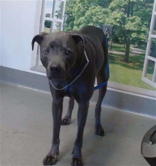 GOOSE - Pit Bull Terrier available for adoption