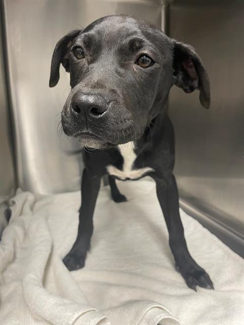 KICKOFF - Pit Bull Terrier / Labrador Retriever available for adoption