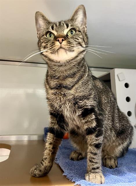 CALYPSO - Domestic Short Hair available for adoption