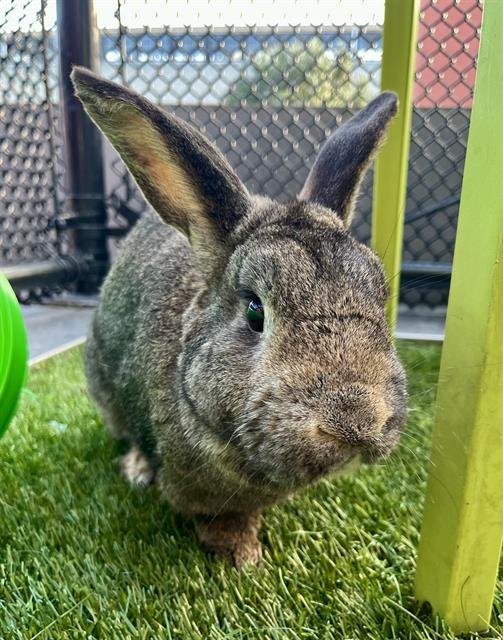 PETER - Shorthaired Rabbit available for adoption