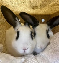 JELLY BEAN - Photo 1