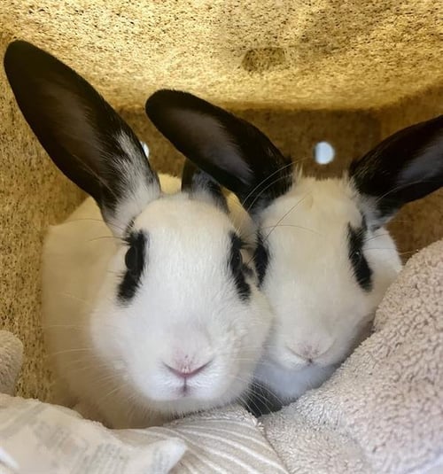 JELLY BEAN - Shorthaired Rabbit available for adoption