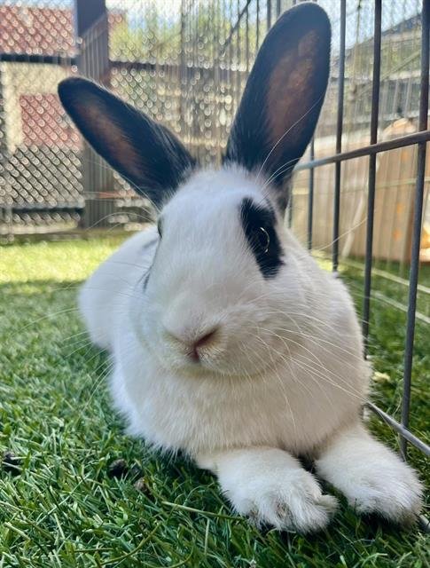 JELLY BEAN - Shorthaired Rabbit available for adoption