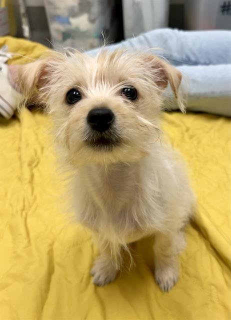 BETTY - Jack Russell Terrier (Parson Russell Terrier) available for adoption