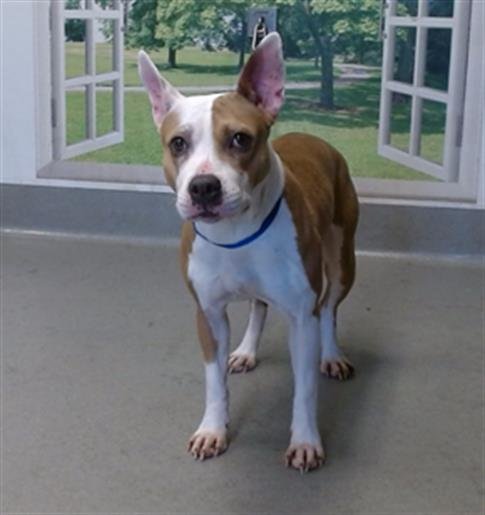 AMELIA - Pit Bull Terrier available for adoption