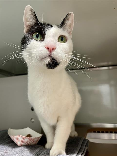 RABBIT - Domestic Short Hair available for adoption