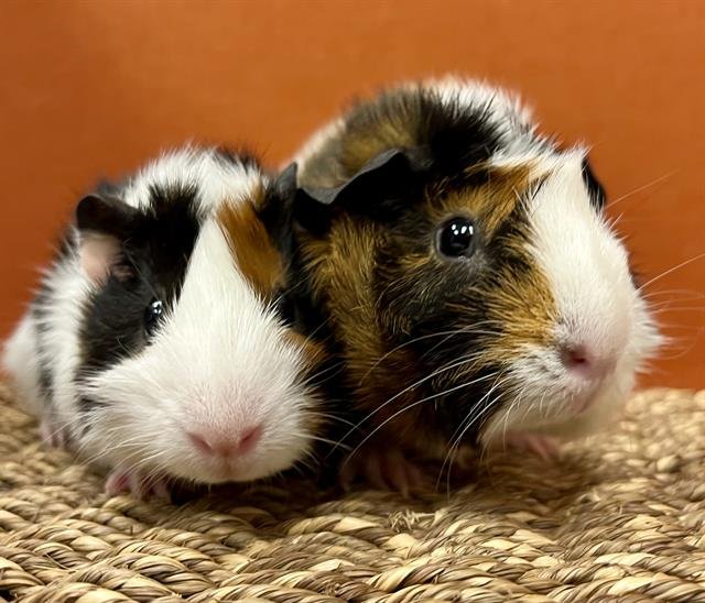 LORELAI - Guinea Pig available for adoption
