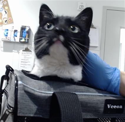 OLIVE - Domestic Short Hair available for adoption