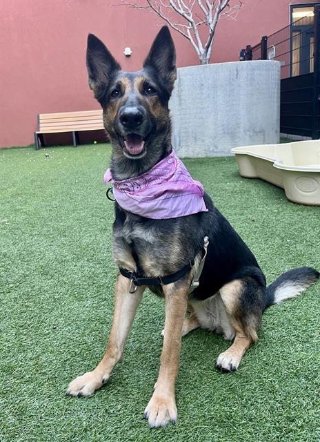 ARI - German Shepherd Dog available for adoption