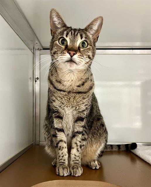 LADY - Domestic Short Hair available for adoption