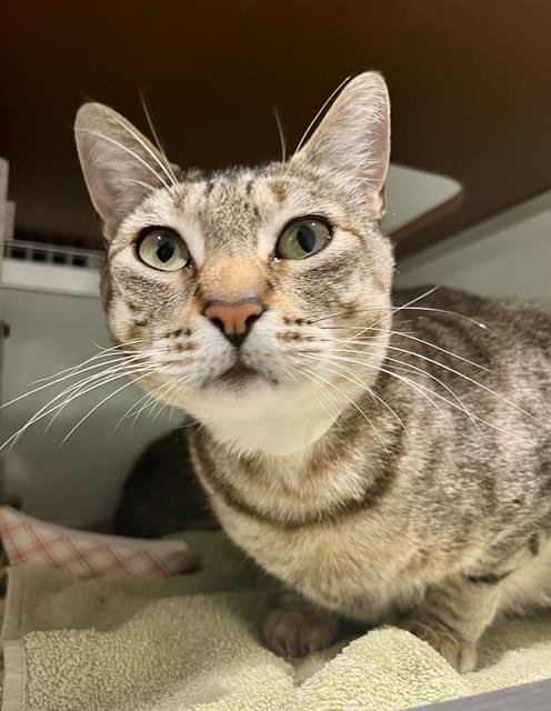 TIFFANY - Domestic Short Hair available for adoption