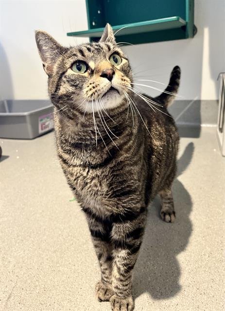 MAX - Domestic Short Hair available for adoption