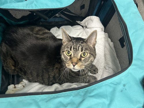 MAX - Domestic Short Hair available for adoption