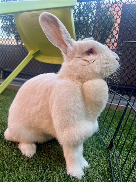 MATILDA - Shorthaired Rabbit available for adoption