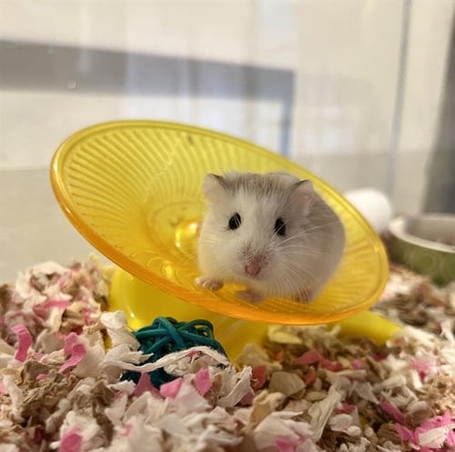 PENNY - Hamster available for adoption