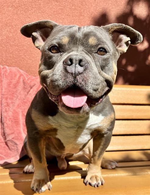 LOBSTER ROLL - American Staffordshire Terrier available for adoption