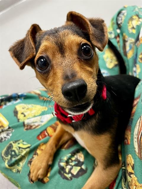 BARNACLE - Chihuahua available for adoption