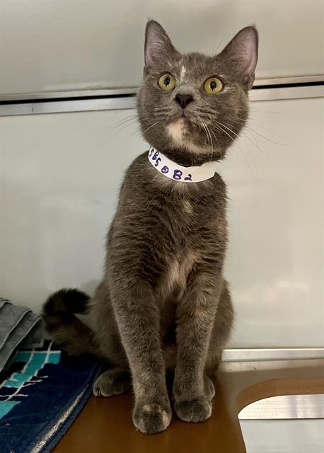 MOUSEY - Domestic Short Hair available for adoption