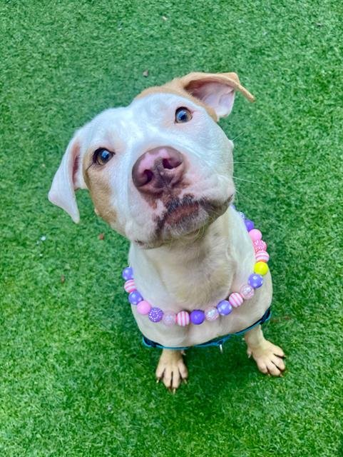 PRIMA - Pit Bull Terrier available for adoption