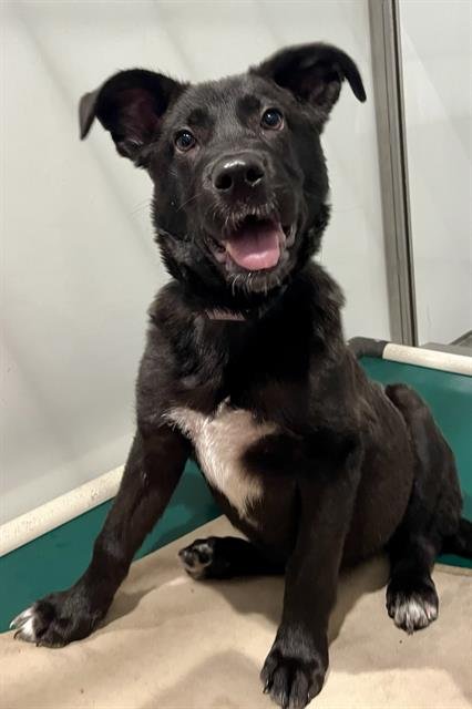 SNACK BREAK - Labrador Retriever available for adoption