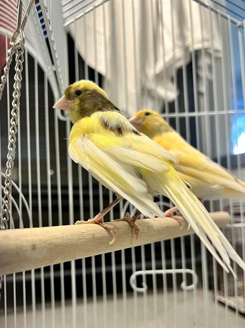 NORTH - Canary available for adoption